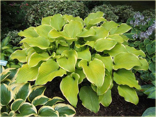 Funkia Lakeside Cha Cha Hosta lakeside cha cha