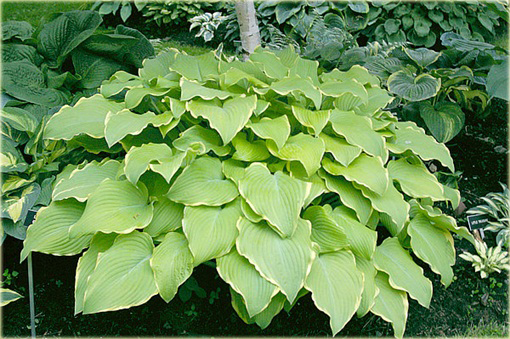 Funkia Lakeside Cha Cha Hosta lakeside cha cha