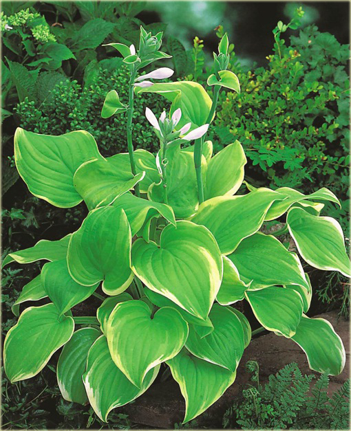 Funkia Lakeside Cha Cha Hosta lakeside cha cha