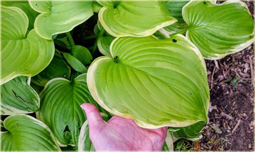 Funkia Lakeside Cha Cha Hosta lakeside cha cha