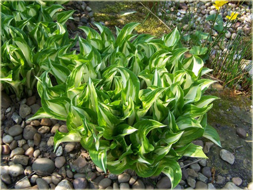 Funkia Mediovariegata Hosta undulata Mediovariegata
