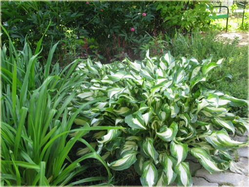 Funkia Mediovariegata Hosta undulata Mediovariegata