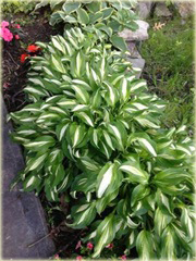 Funkia Mediovariegata Hosta undulata Mediovariegata
