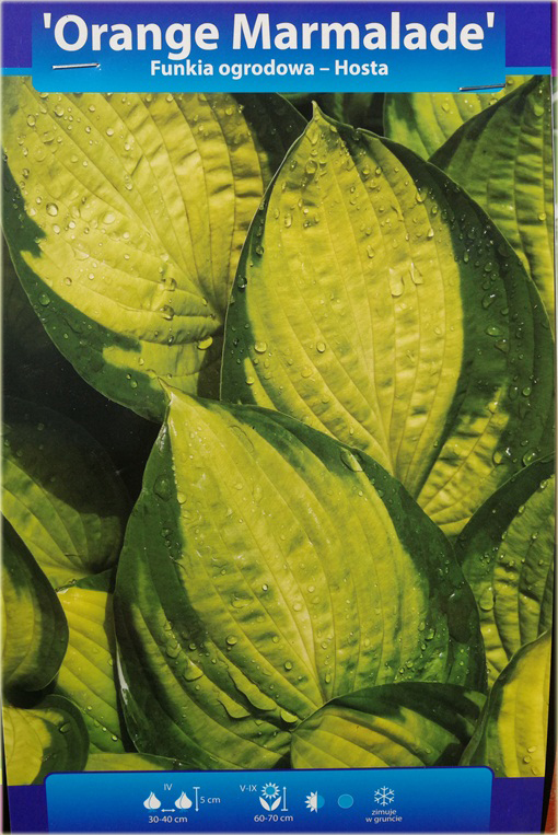 Funkia Orange Marmalade  Hosta orange marmalade 