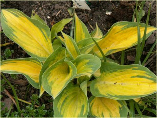Funkia Orange Marmalade  Hosta orange marmalade 