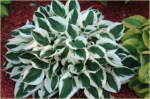 Funkia Patriot Hosta Patriot