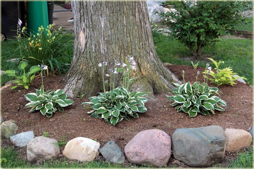 Funkia Patriot Hosta Patriot