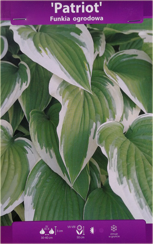 Funkia Patriot Hosta Patriot