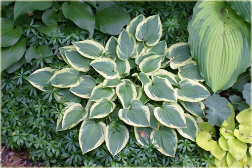 Funkia Pilgrim Hosta Pilgrim