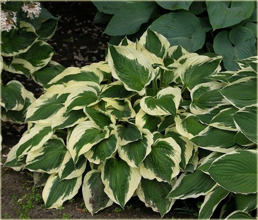 Funkia Pilgrim Hosta Pilgrim