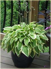 Funkia Pilgrim Hosta Pilgrim
