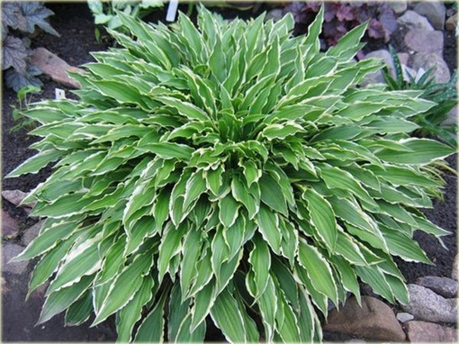 Funkia Stiletto Hosta Stiletto