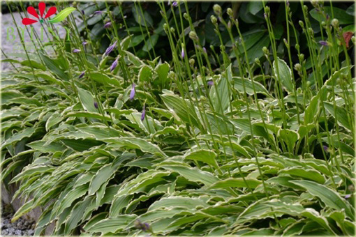 Funkia Stiletto Hosta Stiletto