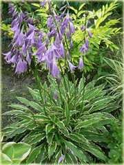 Funkia Stiletto  Hosta Stiletto 
