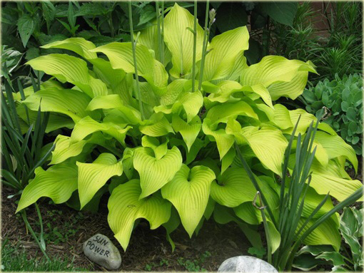 Funkia Sun Power Hosta Sun Power