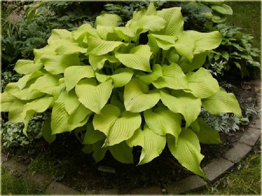 Funkia Sun Power Hosta Sun Power