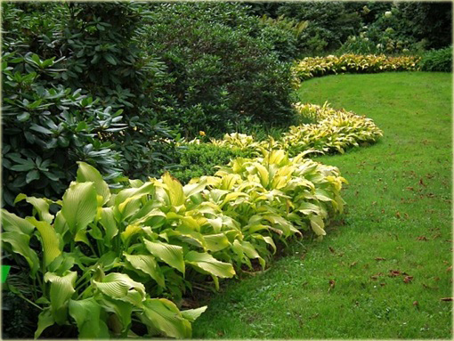 Funkia Sun Power Hosta Sun Power