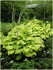 Funkia Sun Power Hosta Sun Power
