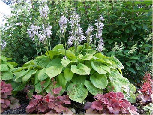 Funkia Sun and Substance Hosta Sun & Substance