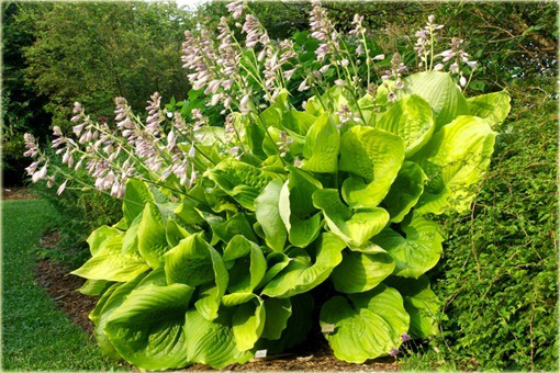 Funkia Sun and Substance Hosta Sun & Substance