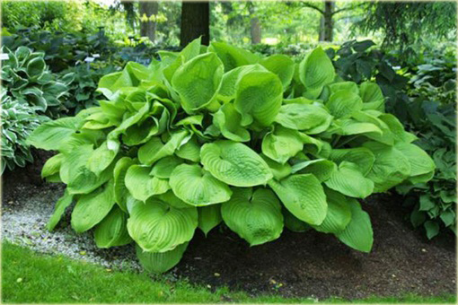 Funkia Sun and Substance Hosta Sun & Substance