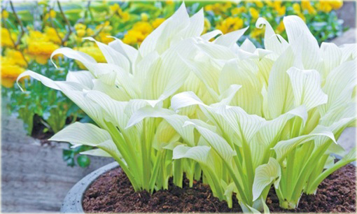 Funkia White Feather Hosta white feather