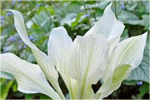 Funkia White Feather Hosta white feather