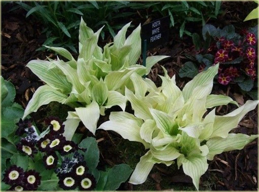 Funkia White Feather Hosta white feather