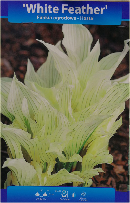 Funkia White Feather Hosta white feather