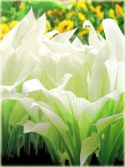Funkia White Feather  Hosta white feather 
