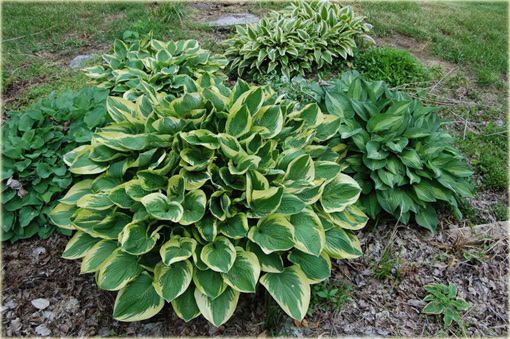 Funkia Wide Brim Hosta Wide Brim
