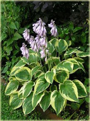 Funkia Wide Brim Hosta Wide Brim
