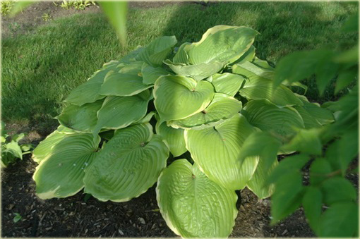 Funkia Winter Snow Hosta Winter Snow