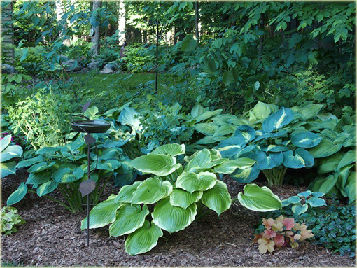 Funkia Winter Snow Hosta Winter Snow