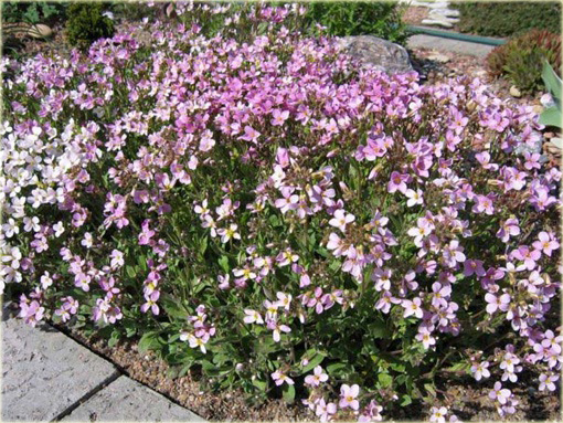 Gęsiówka alpejska różowa Arabis alpina