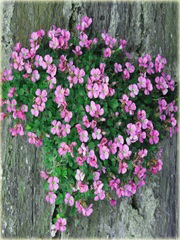 Gęsiówka alpejska różowa Arabis alpina