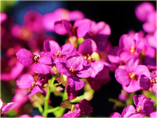 Gęsiówka Deep Rose Arabis caucasica