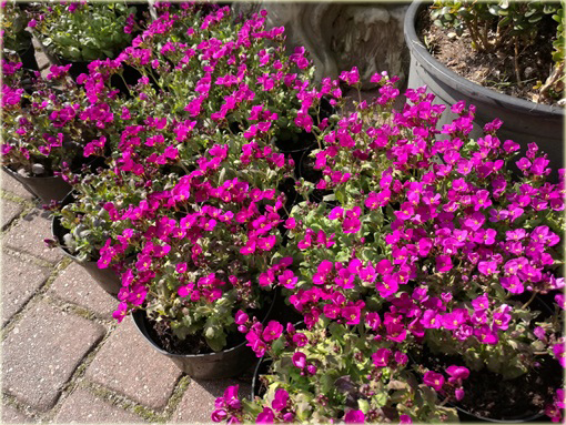 Gęsiówka Deep Rose Arabis caucasica