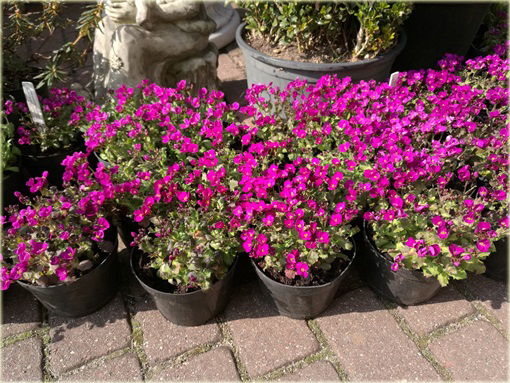 Gęsiówka Deep Rose Arabis caucasica