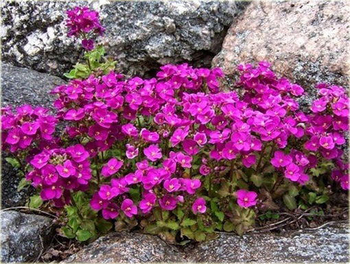 Gęsiówka Deep Rose Arabis caucasica