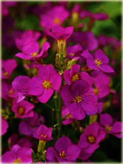 Gęsiówka Deep Rose  Arabis caucasica