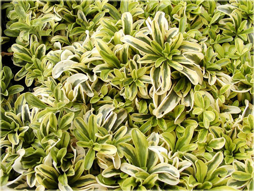 Gęsiówka macedońska Old Gold Arabis ferdinandi-coburgii