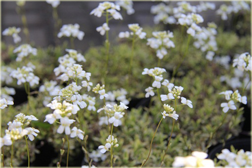 Gęsiówka macedońska Old Gold Arabis ferdinandi-coburgii