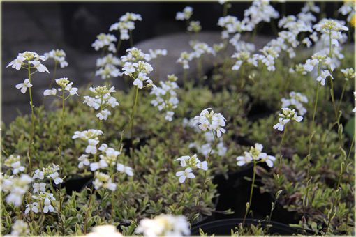 Gęsiówka macedońska Old Gold Arabis ferdinandi-coburgii