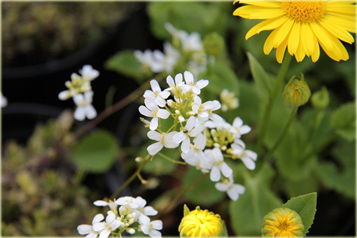 Gęsiówka macedońska Old Gold Arabis ferdinandi-coburgii