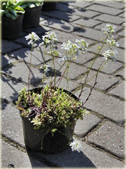 Gęsiówka macedońska Old Gold Arabis ferdinandi-coburgii