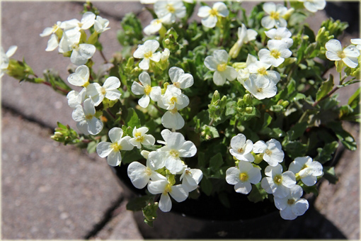 Gęsiówka Pixie Creme Arabis caucasica Pixie Creme
