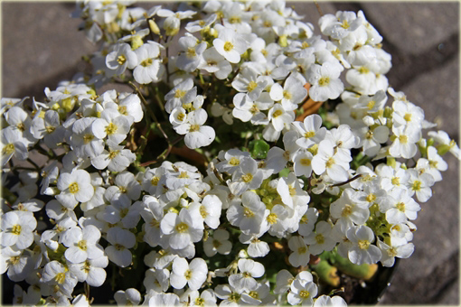 Gęsiówka Pixie Creme Arabis caucasica Pixie Creme