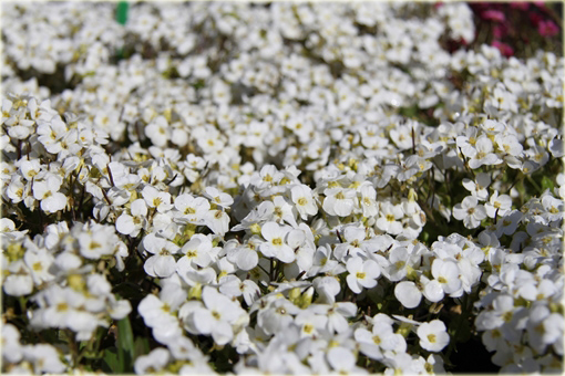 Gęsiówka Pixie Creme Arabis caucasica Pixie Creme