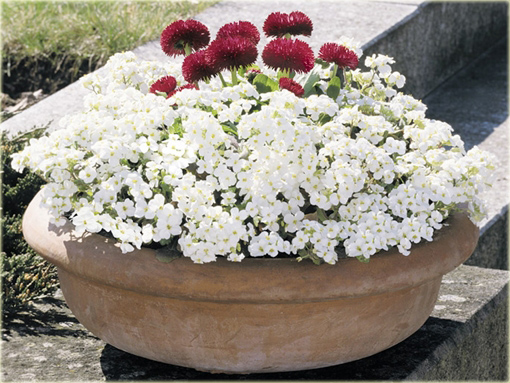 Gęsiówka Pixie Creme Arabis caucasica Pixie Creme